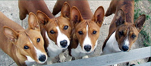 Basenjis on Pet Life Radio