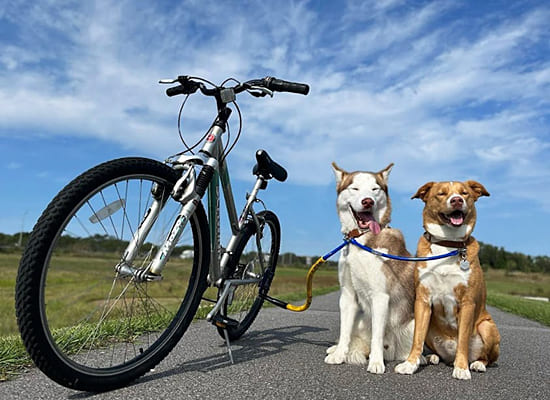 Pedaling Safely with Paws: The Bike Tow Leash Revolution on Pet Life Radio