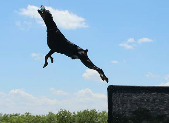 Dock Diving on Pet Life Radio