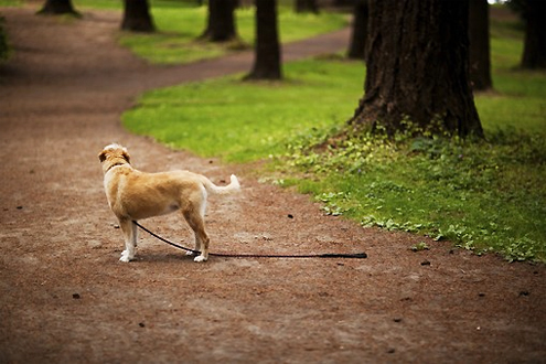 Lost dog on Pet Life Radio