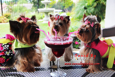 Yorkies on Pet Life Radio